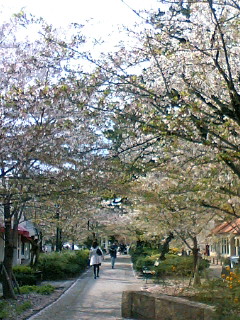 駆け込みで花見を