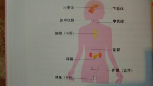 ホメオスタシス～心と体を安定した状態に維持する仕組み②